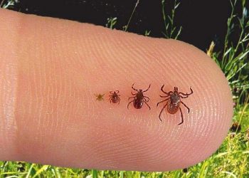 Түркістан облысында 211 азаматты кене шаққан