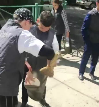 «Tazalike»: Шымкенттік жастар тазалық жұмыстарын жүргізді