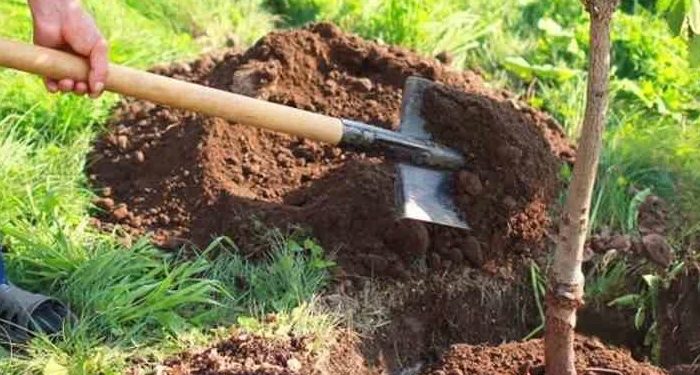 ШЫМКЕНТ: ҚАРАТАУ АУДАНЫНДА 5000 ТҮП АҒАШ КӨШЕТІ ОТЫРҒЫЗЫЛДЫ