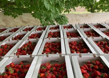 Түркістан: Келес ауданында кәсіпкерлік нысандары көбейеді