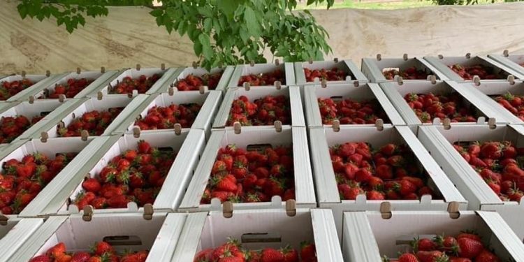 Түркістан: Келес ауданында кәсіпкерлік нысандары көбейеді