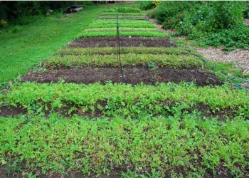 Органикалық өнім дегеніміз не?