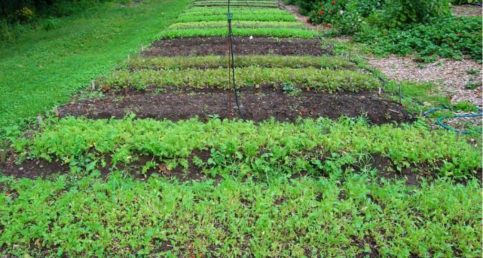 Органикалық өнім дегеніміз не?