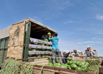 ТҮРКІСТАН: КЕЛЕСТІК ДИҚАНДАР РЕСЕЙГЕ ҚАРБЫЗ ЭКСПОРТЫН БАСТАДЫ