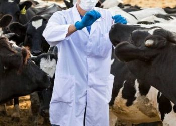 СІБІР ЖАРАСЫНЫҢ  ҚАУІПТІЛІІГІ