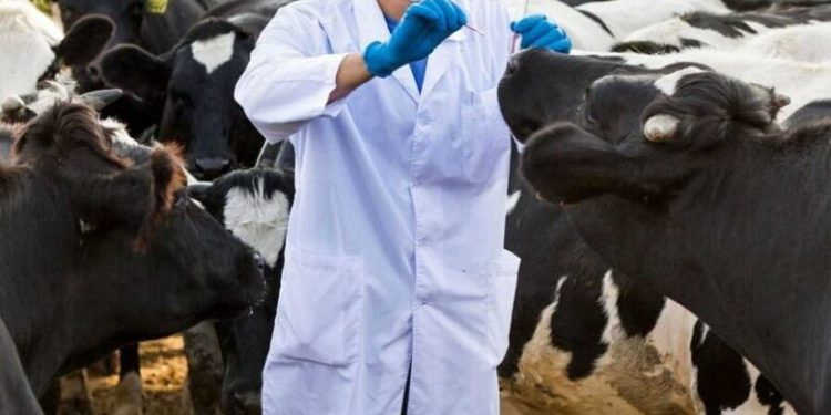 СІБІР ЖАРАСЫНЫҢ  ҚАУІПТІЛІІГІ