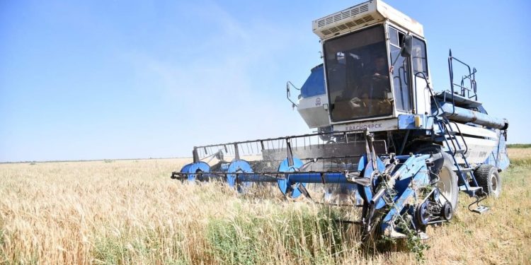 ТҮРКІСТАН: ОТЫРАРДА АСТЫҚ ЖИНАУ НАУҚАНЫ БАСТАЛДЫ