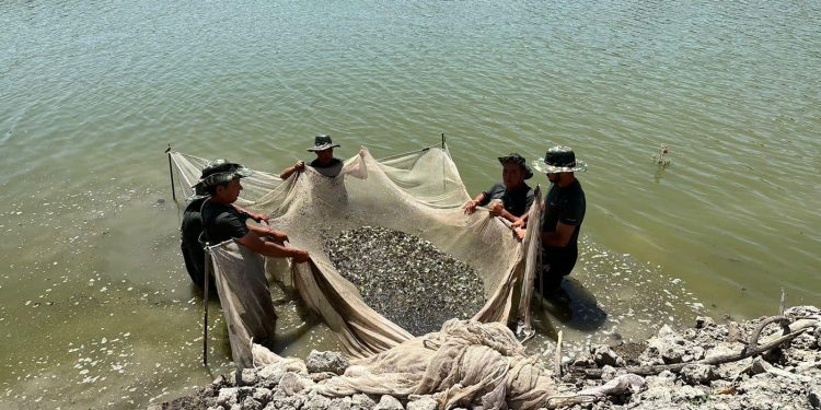 ТҮРКІСТАН ОБЛЫСЫНДА ТАУАРЛЫ БАЛЫҚ ӨСІРУМЕН 156 КӘСІПКЕРЛІК СУБЪЕКТІСІ АЙНАЛЫСАДЫ