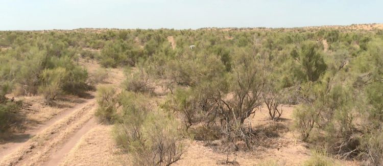ТҮРКІСТАН: ОТЫРАРДА СЕКСЕУІЛ АЛҚАБЫН ҰЛҒАЙТУ АРҚЫЛЫ ҚҰМ КӨШКІНІ САЯБЫРСЫДЫ