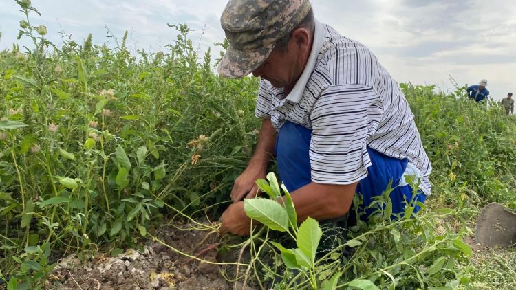 ТҮРКІСТАН: ОТЫРАРДА СЕКСЕУІЛ АЛҚАБЫН ҰЛҒАЙТУ АРҚЫЛЫ ҚҰМ КӨШКІНІ САЯБЫРСЫДЫ