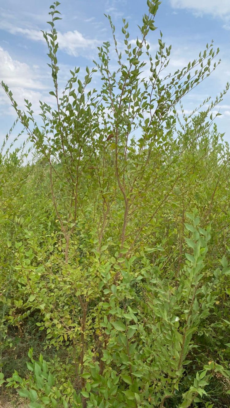 ТҮРКІСТАН: ОТЫРАРДА СЕКСЕУІЛ АЛҚАБЫН ҰЛҒАЙТУ АРҚЫЛЫ ҚҰМ КӨШКІНІ САЯБЫРСЫДЫ