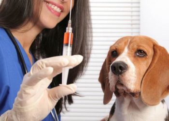 Құтырудан құтылудың жолдары!