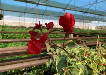 ТҮРКІСТАН: ЖЕТІСАЙДА ШАРУА ҚОЖАЛЫҚ ГҮЛ ӨСІРІП АЙЫНА 1 МЛН ТЕҢГЕ ТАБЫС ТАБАДЫ