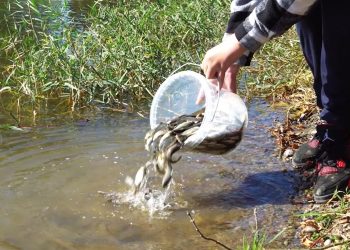 БАЛЫҚҚА ӨМІР СЫЙЛА!