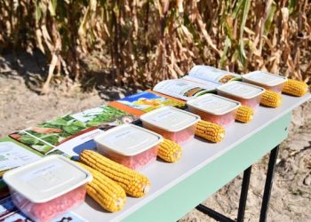 ТҮРКІСТАН: ОТЫРАРДА ДӘНДІК ЖҮГЕРІ ДАҚЫЛЫНЫҢ ӨНІМДІЛІГІН АРТТЫРУҒА  АРНАЛҒАН СЕМИНАР ӨТТІ