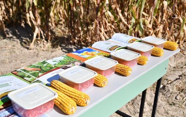 ТҮРКІСТАН: ОТЫРАРДА ДӘНДІК ЖҮГЕРІ ДАҚЫЛЫНЫҢ ӨНІМДІЛІГІН АРТТЫРУҒА  АРНАЛҒАН СЕМИНАР ӨТТІ