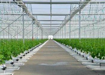 ЕЛІМІЗДЕГІ АГРОҚҰРЫЛЫМДАРДЫҢ 33 ПАЙЫЗЫ ТҮРКІСТАН ОБЛЫСЫНДА