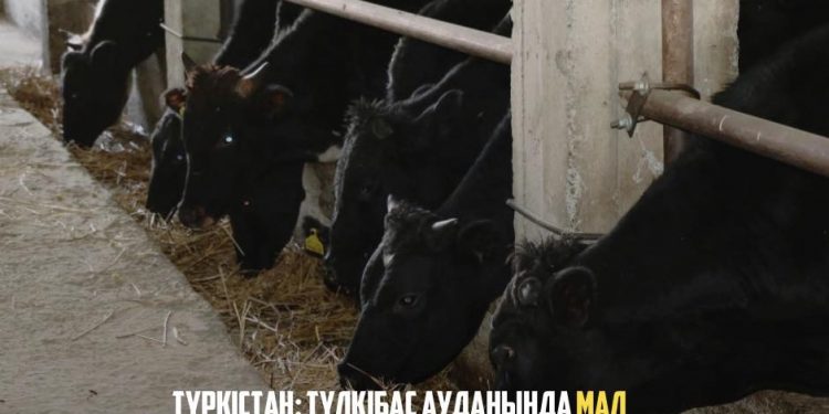 ТҮРКІСТАН: ТҮЛКІБАС АУДАНЫНДА МАЛ БОРДАҚЫЛАУ АЛАҢДАРЫ АРТЫП КЕЛЕДІ