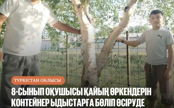 ТҮРКІСТАН: Келестік оқушы қайың өсірумен айналысады