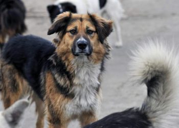 Оңтүстік Кореяда иттің етін жеуге тыйым салынды