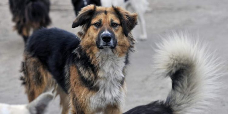 Оңтүстік Кореяда иттің етін жеуге тыйым салынды