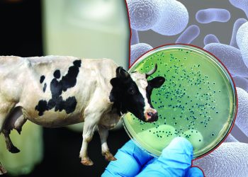 Бруцеллез – аса қауіпті ауру!