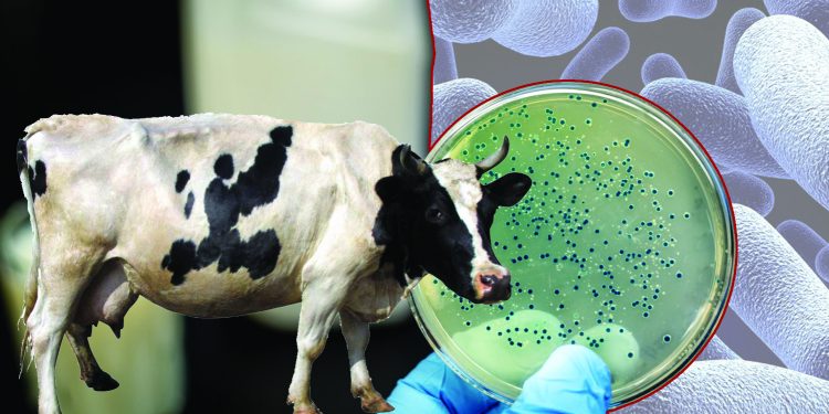 Бруцеллез – аса қауіпті ауру!