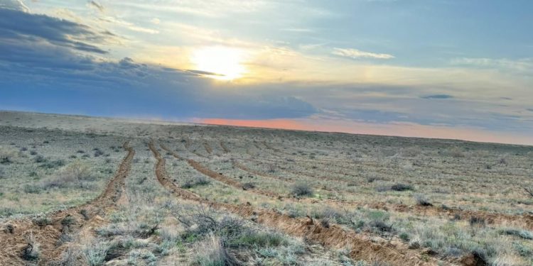 «ЖАСЫЛ ҚАЗАҚСТАН»: ТҮРКІСТАН ОБЛЫСЫНДА СЕКСЕУІЛ АЛҚАБЫ ЖЫЛ САЙЫН ҰЛҒАЙЫП ЖАТЫР