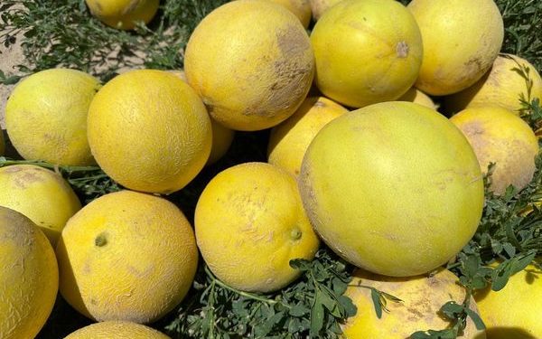 ТҮРКІСТАН: ЖЕТІСАЙ ҚАУЫНДАРЫ РЕСЕЙГЕ ЖӨНЕЛТІЛУДЕ