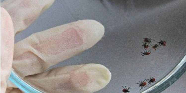 Конго — Қырым қанды қызбасы