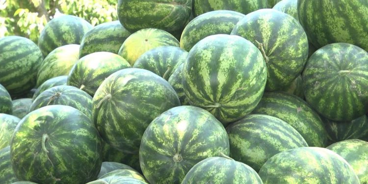 ТҮРКІСТАН: ЖЕТІСАЙДА АЛҒАШҚЫ ҚАРБЫЗ РЕСЕЙГЕ ЖІБЕРІЛДІ