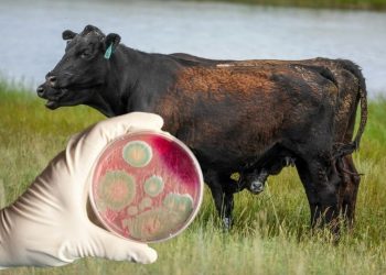 СІБІР ЖАРАСЫ АСА ҚАУІПТІ ЖҰҚПАЛЫ АУРУЫНАН САҚТАНАЙЫҚ