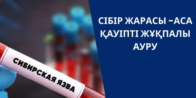 Сібір жарасы — аса кауіпті жұқпалы ауру