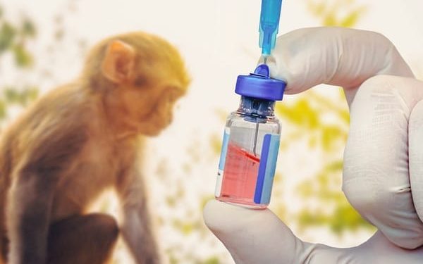 Маймыл шешегі — вирустық жұқпалы ауру