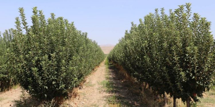 ТҮРКІСТАН: Сенатор Түлкібаста атқарылып жатқан жұмыстармен танысты