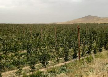 ЖОЛДАУ: ТҮЛКІБАСТЫҚ БАҒБАНДАР 30 МЫҢ ТОННАДАН АСТАМ АЛМА ЖИНАДЫ