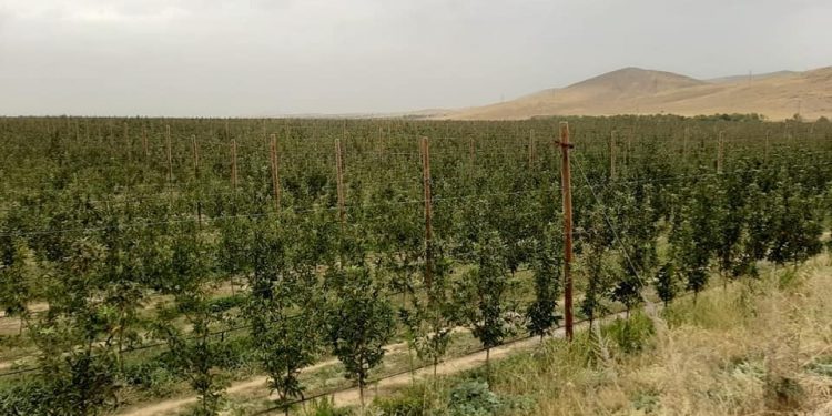 ЖОЛДАУ: ТҮЛКІБАСТЫҚ БАҒБАНДАР 30 МЫҢ ТОННАДАН АСТАМ АЛМА ЖИНАДЫ