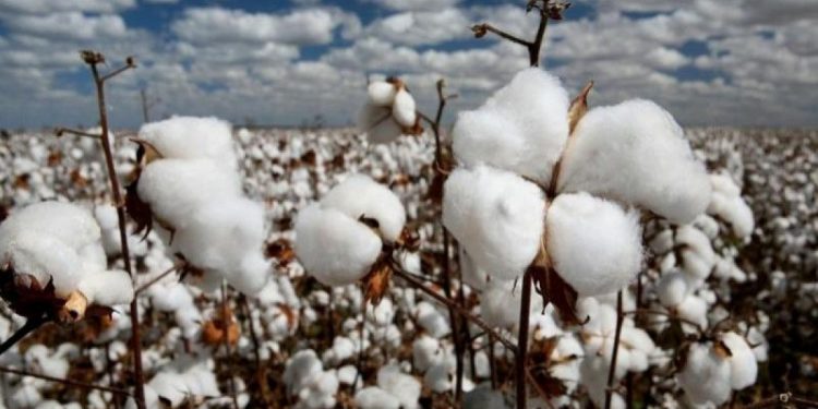 Мақта саласының майталманы