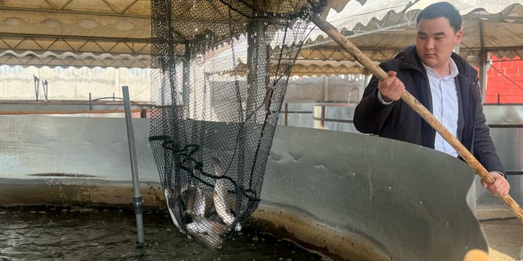 ОРДАБАСЫ АУДАНЫНДА БАЛЫҚ ШАРУАШЫЛЫҒЫМЕН АЙНАЛЫСУШЫЛАР САНЫ АРТЫП КЕЛЕДІ