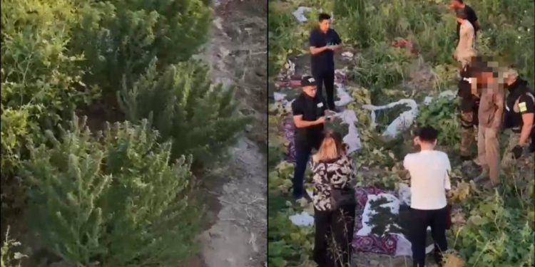 Шымкентте есірткі плантациясы анықталып, жойылды