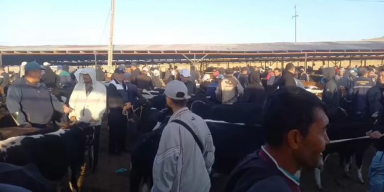 В Шымкенте усилили борьбу с кражами скота: составлено 147 административных протоколов
