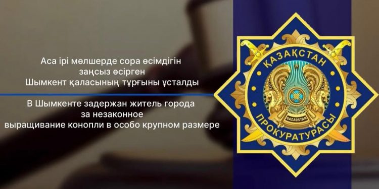 Шымкентте аса ірі мөлшерде марихуана заңсыз өсіру дерегі анықталды