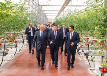 В ШЫМКЕНТЕ ПОЛУЧИЛИ ПЕРВЫЙ УРОЖАЙ ТОМАТОВ В ТЕПЛИЧНОМ КОМПЛЕКСЕ «ALSERA KZ»