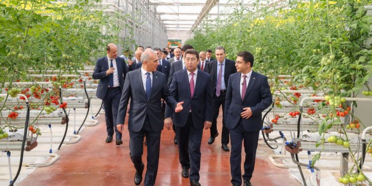 В ШЫМКЕНТЕ ПОЛУЧИЛИ ПЕРВЫЙ УРОЖАЙ ТОМАТОВ В ТЕПЛИЧНОМ КОМПЛЕКСЕ «ALSERA KZ»