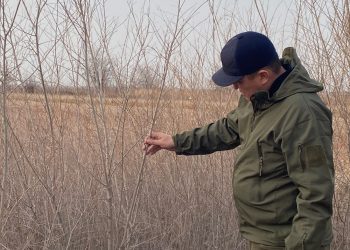 ТҮРКІСТАН: ШАРДАРА ОРМАН МЕКЕМЕСІНІҢ ЖҰМЫСТАРЫ ЗЕРДЕЛЕНДІ