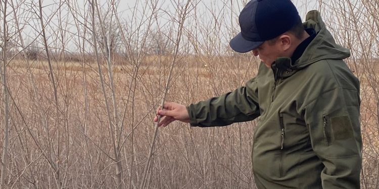 ТҮРКІСТАН: ШАРДАРА ОРМАН МЕКЕМЕСІНІҢ ЖҰМЫСТАРЫ ЗЕРДЕЛЕНДІ