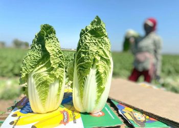 ЖЕТІСАЙ АУДАНЫНЫҢ АУЫЛ ШАРУАШЫЛЫҒЫ ӨНІМ КӨЛЕМІ 120 МЛРД ТЕҢГЕГЕ ЖУЫҚТАҒАН